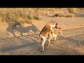 Wild Encounter: Donkey Mating in the Jungle ‎@MP2animals @Animalslife142