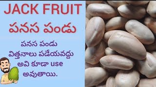 How to cook JACK FRUIT Seeds|| పనస గింజలు తినవచ్చా|| పనస పండు||