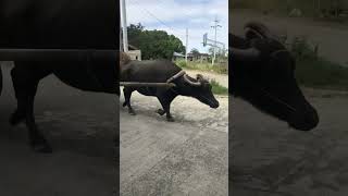 Meet the Philippines' Giant Carabao. 🇵🇭