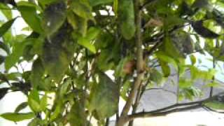 Citrus, Pest Problems, Pixie mandarin, Cottony cushion scale.mov.AVI