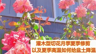 灌木型切花月季夏季如何修剪以及夏季高温如何给盆土降温（西雅图May姐）