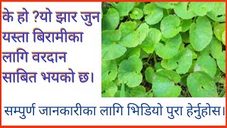 Benefit of centella asiatica(घाेडताप्रेका फाइदा र बिशेषता )