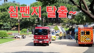 달성공원에 침팬지 탈출. 경찰, 소방 119 다 출동!