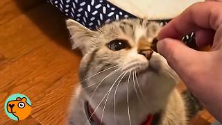 Tiny Bossy Cat Rulled The House Until Her Brother Changed Everything | Cuddle Buddies