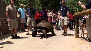 Al the Aldabra Giant Tortoise Walks to His New Home