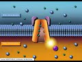 Qu'est-ce que la pompe Na+/K+ ATPase?