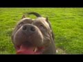 AMERICAN BULLY - BIZ MARKIE