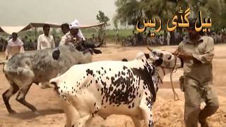 JELSA BULL RACE جلسہ بیل ریس 24 race wala game