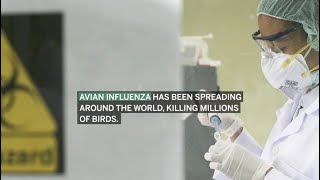 Avian influenza: 5 things to know about 'bird flu’