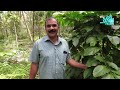 കാപ്പി നിറയെ കായ്ക്കാൻ ഇങ്ങനെ ഒരുക്കണം high brid coffee plant coffee farming 24 digital frames