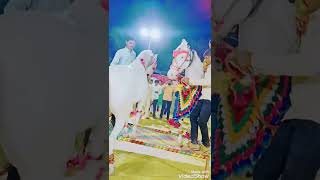 લગ્ન ની ઘોડી | Wedding Horse Dancing Video | ghodi dance in wedding | kathiyawadi ghodi fuleku