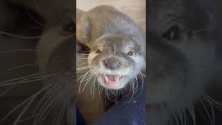 カワウソASMR〜もぐもぐタイム〜【カワウソゆき】 #otter #カワウソ #animals