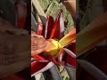 banana flower opening shorts indiancultureasmr