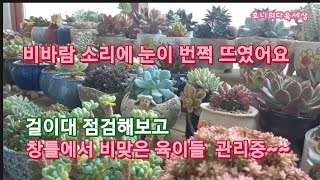 늦잠꾸러기~ 비바람 소리에 놀라서 걸이대 확인하러 고고,,,비맞은 육이들 선풍기  바람 쐬주고 ㅠㅠ