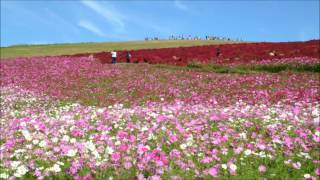 コキアの紅葉・赤い丘　　Autumn Leaves of Bassia scoparia / Red hill