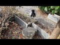 【東海市熊野神社】ペット健康長寿祈願祭　kumano shrine