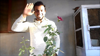 कैसे लगायें गुलाब की कलम गमले में - आपकी फरमाइश -GAMLE MEIN GULAB कैसे लगायें गुलाब की कलम गमले में - आपकी फरमाइश -GAMLE MEIN GULAB