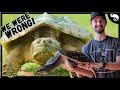 We Have Been Completely Wrong About Snapping Turtles!