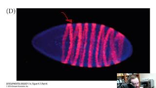 The Genetics of Axis Specification in Drosophila (Chapter 9)