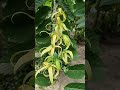 have you seen this flower ylangylang flower kattuchembakam