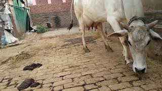 Desi cow