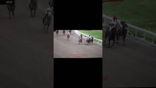 Horse Racing betting tips and theories