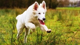 【涙腺崩壊】東日本大震災で我が家の犬が家出をした理由.犬が生んだ「奇跡」【感動実話】