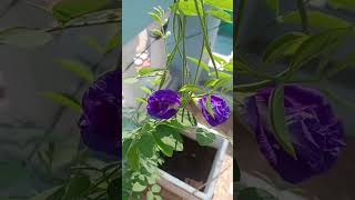 அடுக்கு சங்கு பூ, adukku morning glory, sangupoo, blue bell flower