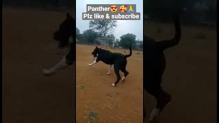 #panther #pitbull attack on ball