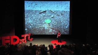 TEDxTC - Terrie Rose - From the Baby's Point Of View