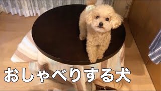 『遊ぼう』としゃべる犬