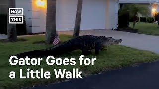 10-Foot-Long Alligator Takes a Stroll in Florida Neighborhood 🐊