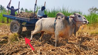 Andhra New ongole cow sugarcane loading pulling | ongole Bulls pulling heavy load | Ongole cow Ride