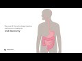 Anatomy of End Ileostomy Formation