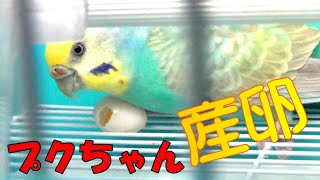 産んだ卵を食べちゃったセキセイインコ