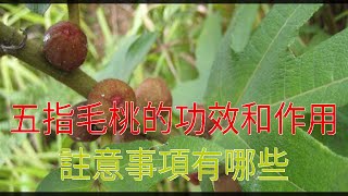 五指毛桃的功效和作用，註意事項有哪些