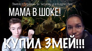 КУПИЛ ЗМЕЕГОЛОВОВ! Monster fish! Биотопный аквариум Юго-Восточной Азии. CHANNA PULCHERA хищная рыба