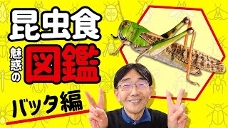 「食べられる昆虫図鑑」バッタ編 #内山昭一