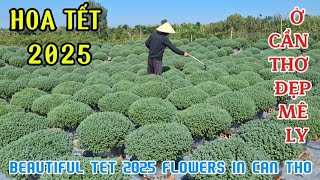 HOA KIỂNG TẾT 2025 Ở CẦN THƠ ĐẸP MÊ LY | BEAUTIFUL TET 2025 FLOWERS IN CAN THO| Giải Trí Miền Tây