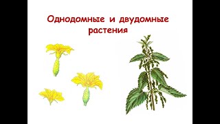 Однодомные и двудомные растения