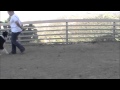 Walking Backwards - To move your dog away from a rattlesnake (Safety)