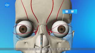 [Human Anatomy] ophthalmic artery【人体解剖】眼动脉