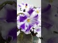 rs rosinka african violet plant saintpaulia plant of the day