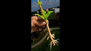 Best Natural Rooting Hormone#shorts #garden #gardening #gardenlife #gardenideas #gardeningtips