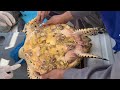 removiendo balanos de carey removing barnacles hawksbill seaturtles wildlife nature barnacles