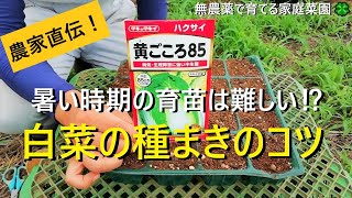 【白菜栽培】家庭菜園での品種選び～種まき、育苗のコツを解説！【有機農家直伝！無農薬で育てる家庭菜園】　22/8/25