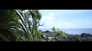 Royal Vacation / SONY FX3 / SIRUI Saturn Anamorphic lens 50mm T2.9