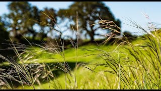 California's Grasslands - The Forest Beneath Our Feet