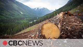 Report: Logging should be reported as Canada's 3rd highest carbon emitter