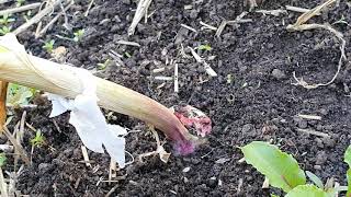 உள்ளி (பூண்டு), கீரை அறுவடை / Organically grown garlic and spinach harvest in London